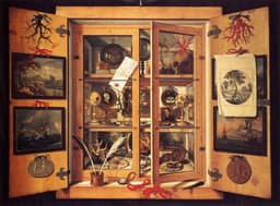 Cabinet Of Curiosities