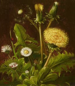 First Dandelion