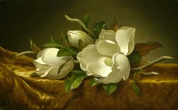 Magnolia Au Vert