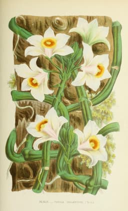 Vanille Perfume Layering Note