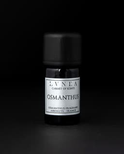 Osmanthus | Absolute