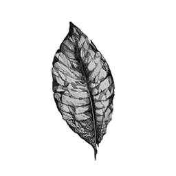Boston - Tobacco Leaf
