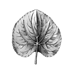 Brooklyn - Violet Leaf