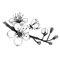 Dc - Cherry Blossom