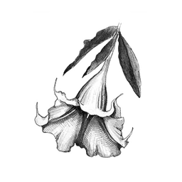 New Orleans - Datura