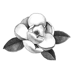 Savannah - Magnolia