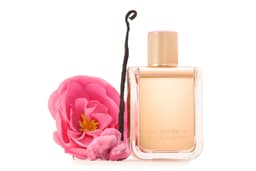 Rose Première
